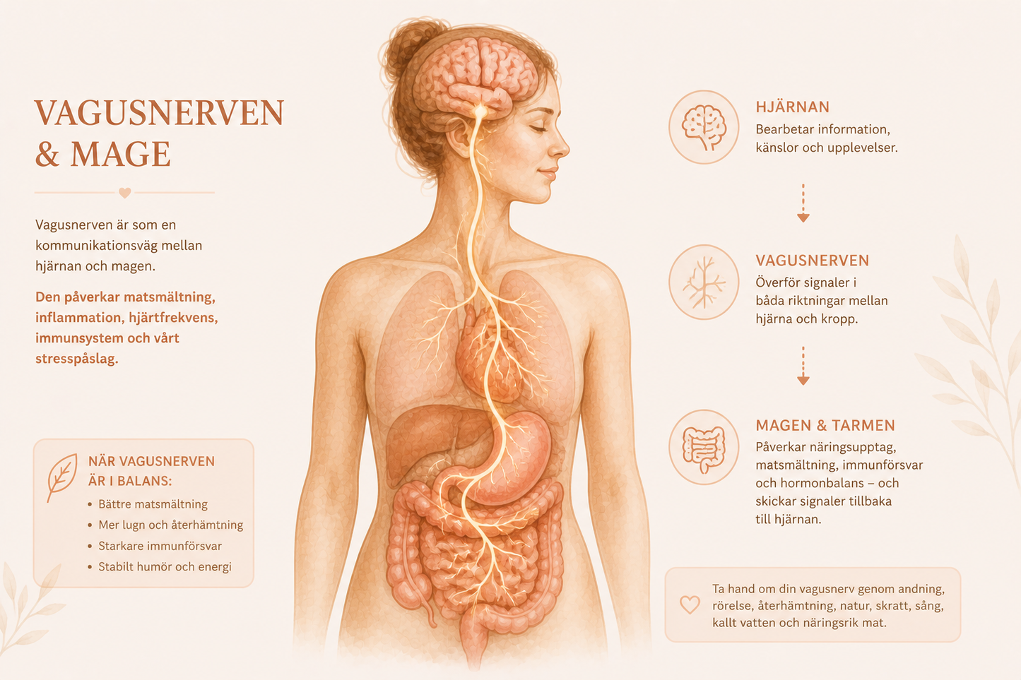 Vagusnerv & IBS – lugn nervsystem, lugn mage